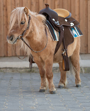 Accessoires pour poneys western