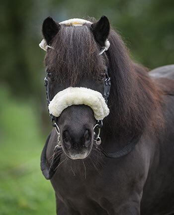 Accessoires briderie poney