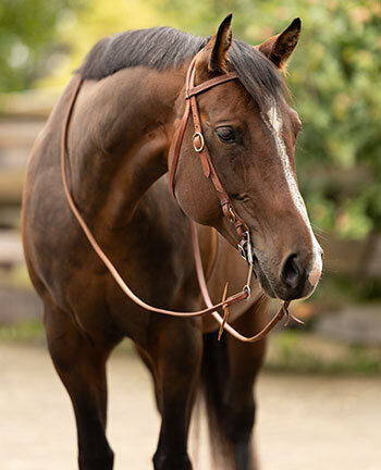 Bridons western & accessoires