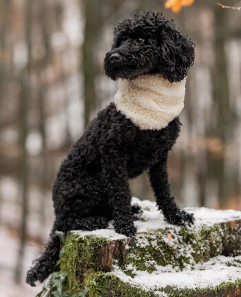 Accessoires pour chien