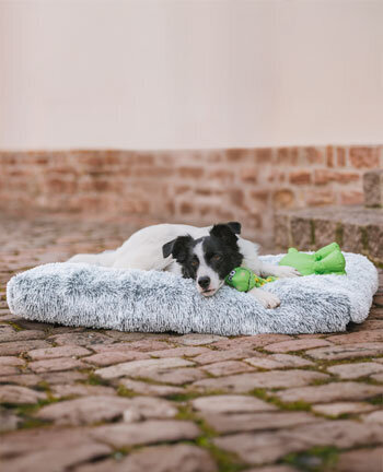 Couchages pour chien