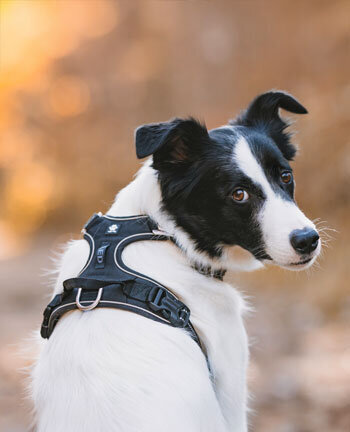 Colliers & laisses pour chien