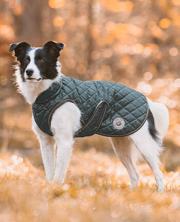 Vestes & manteaux pour chien
