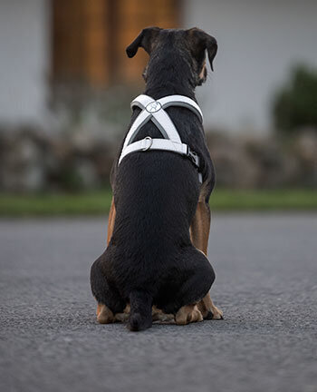 Mat�riel r�flechissant pour chiens