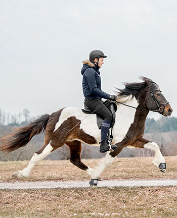 quitation islandaise