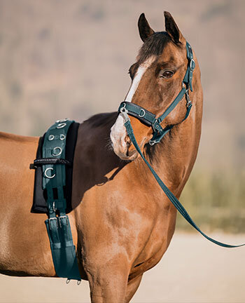 Travail en longe &  pied