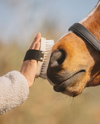 Brosses & brosses douces