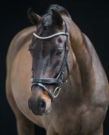 Muserolle franaise & combine