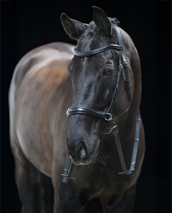 Bridons sans embouchures