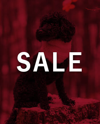 Accessoires pour chien