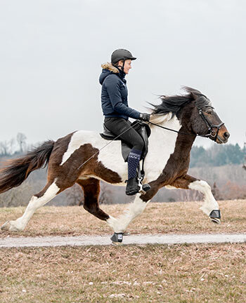 quitation islandaise