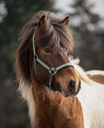 Licols, Bridons, Mors & accessoires