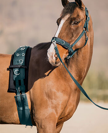 Travail en longe &  pied