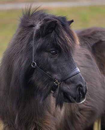 Licols poneys & poulains
