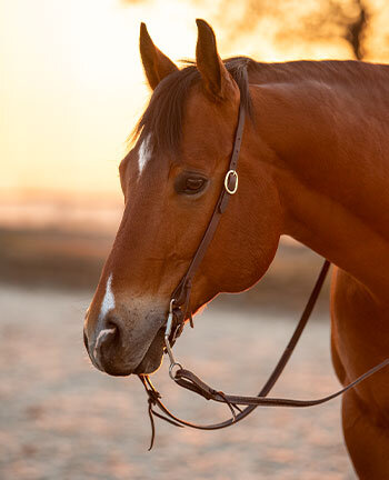 Bridons western & accessoires