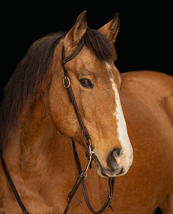 Bridons une & deux oreilles