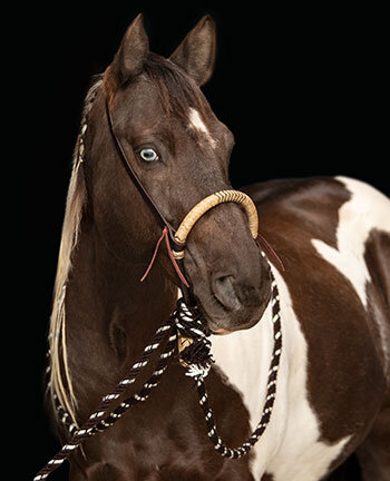 Bridons western sans embouchure