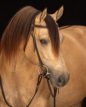 Bridons frontal droit