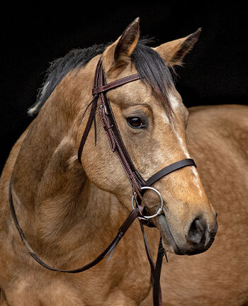 Muserolles western & enrnement