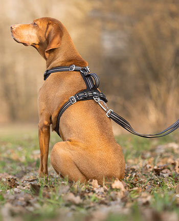 Harnais & colliers pour chien