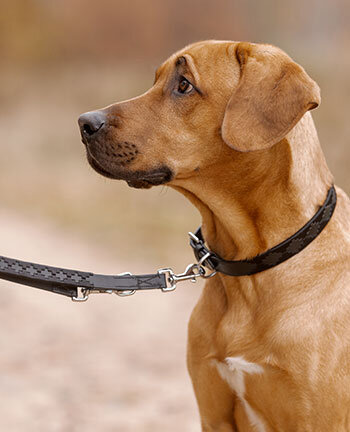 Laisses pour chien