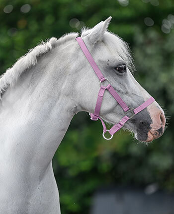 Licols poneys & poulains