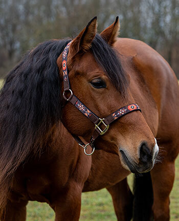 Licols & longes western