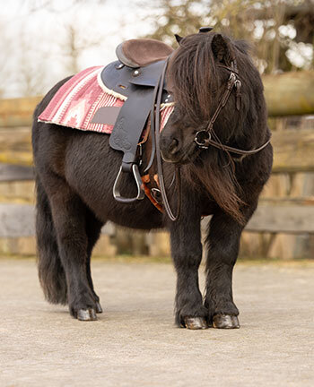 Accessoires pour poneys western