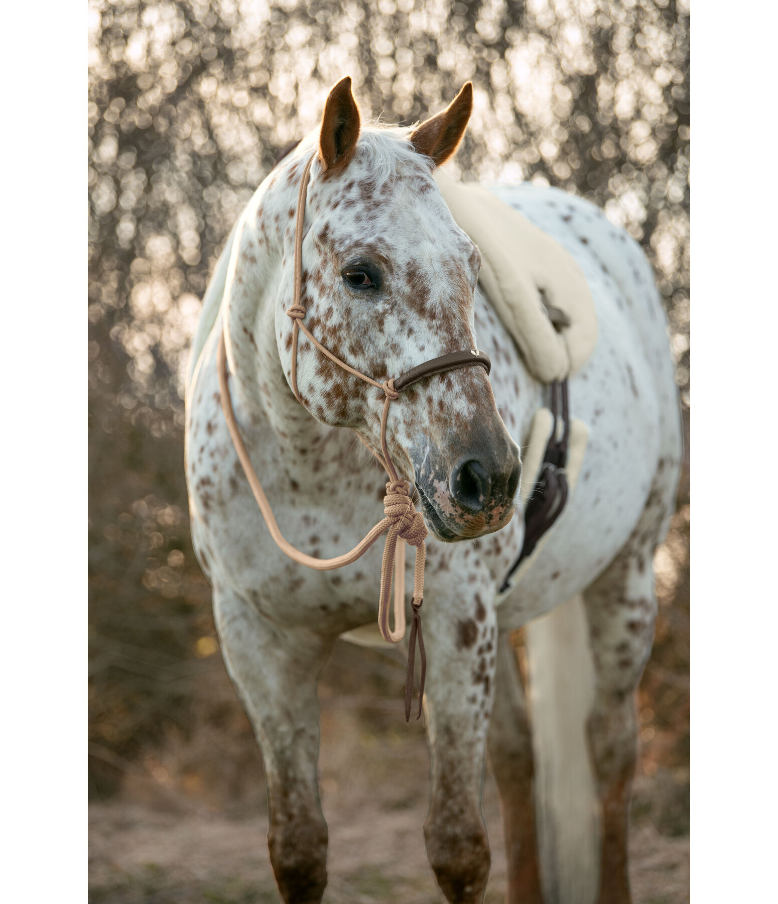 Licol  noeuds avec rnes Mecate  Merano