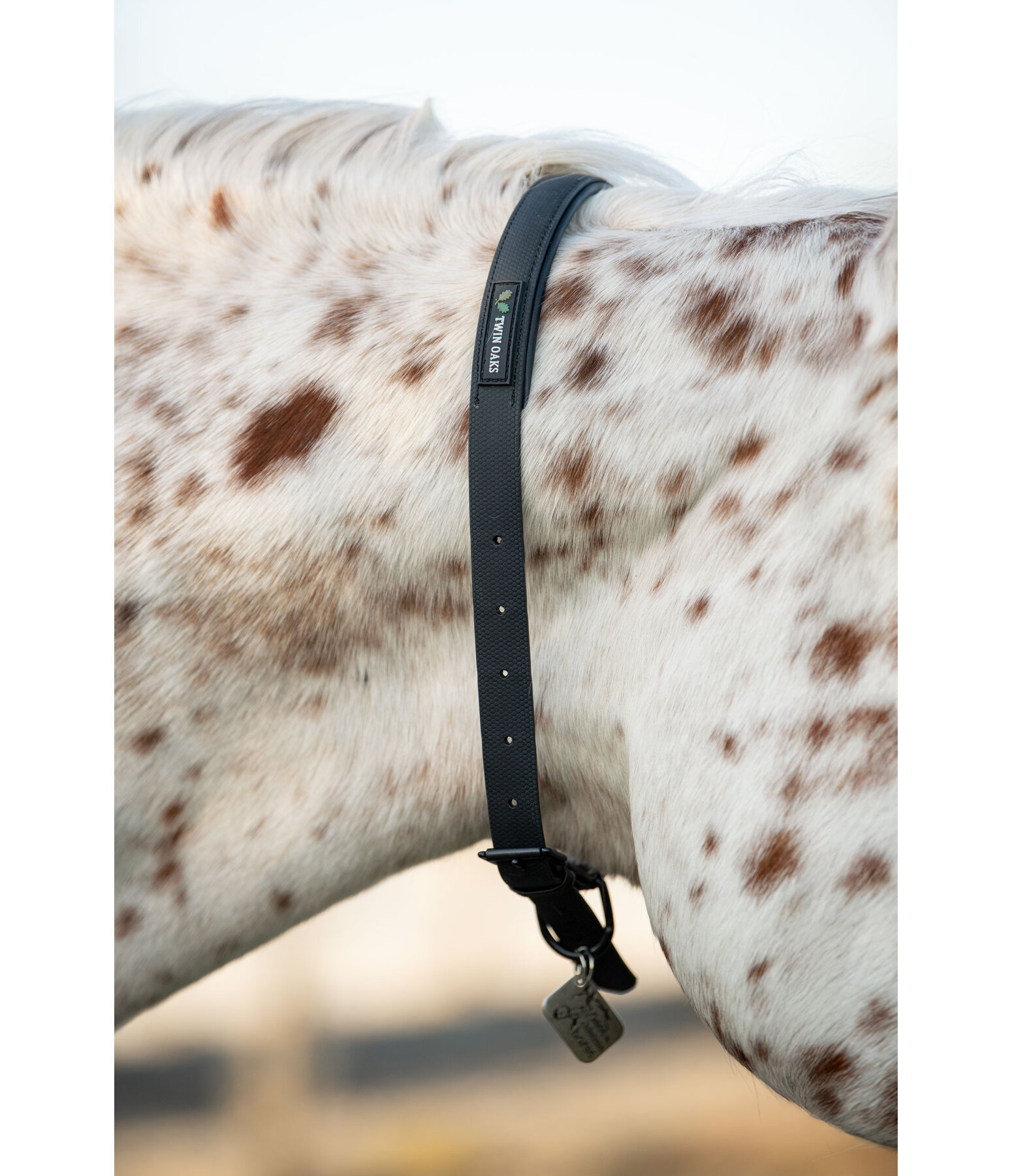 Collier d'encolure  Loki