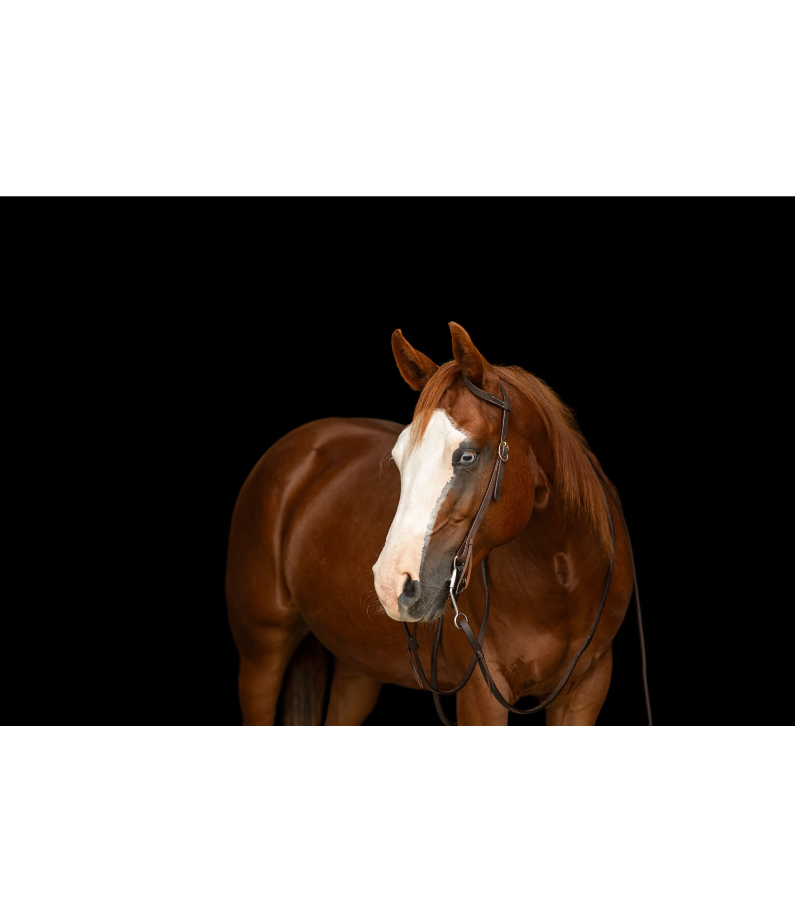 Bridon d'entra�nement une oreille en cuir Harness