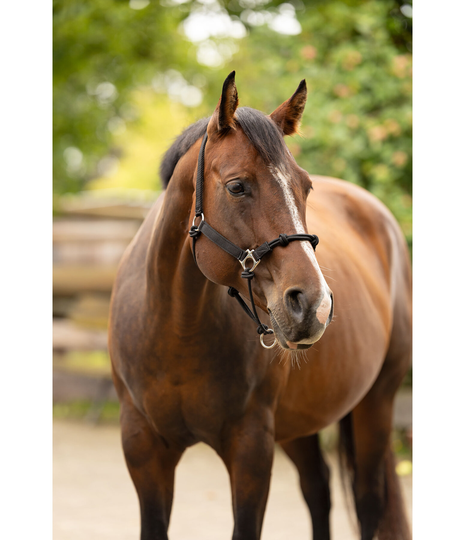 Licol � noeuds  Hybrid