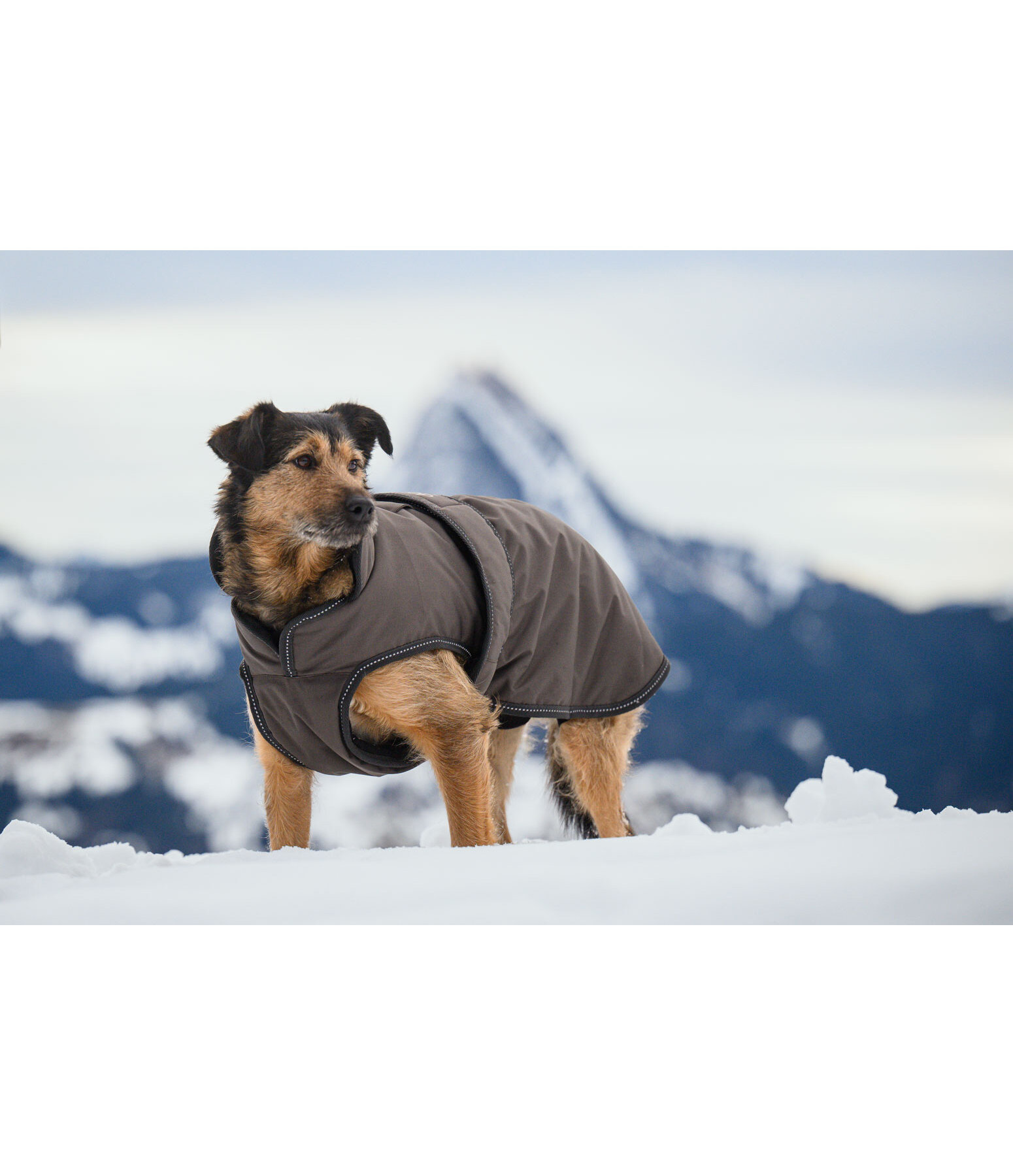Manteau pour chien avec doublure polaire  Eddie 200 g