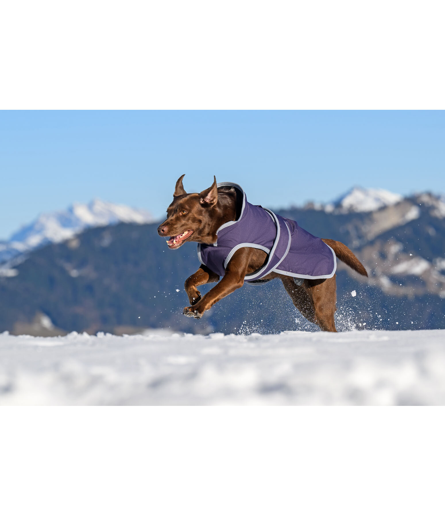 Manteau pour chien avec doublure polaire  Eddie 200 g