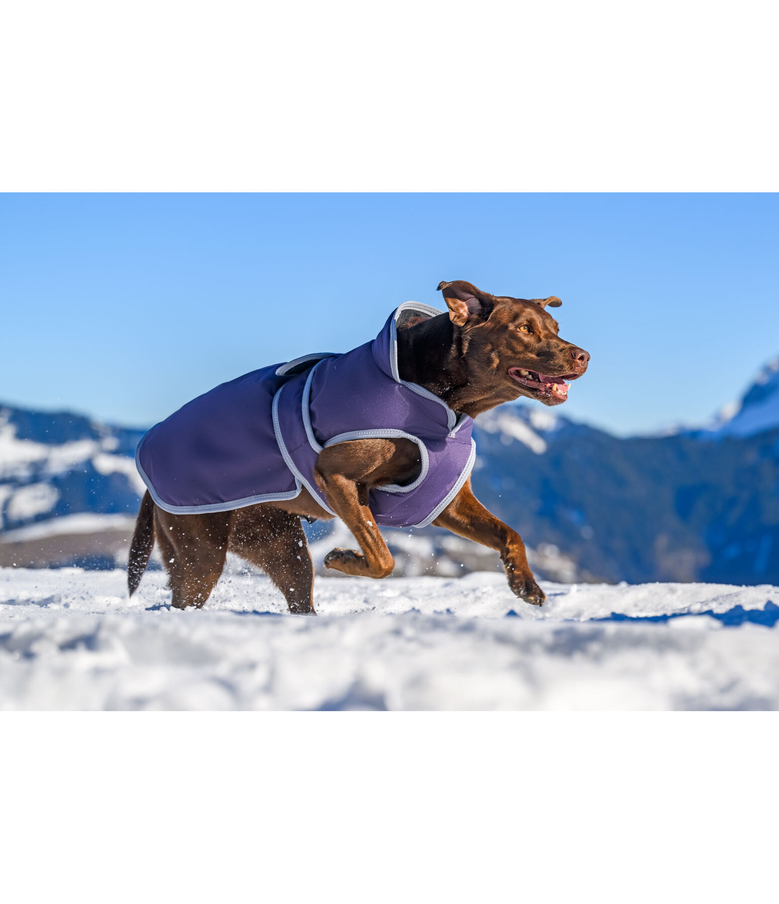 Manteau pour chien avec doublure polaire  Eddie 200 g