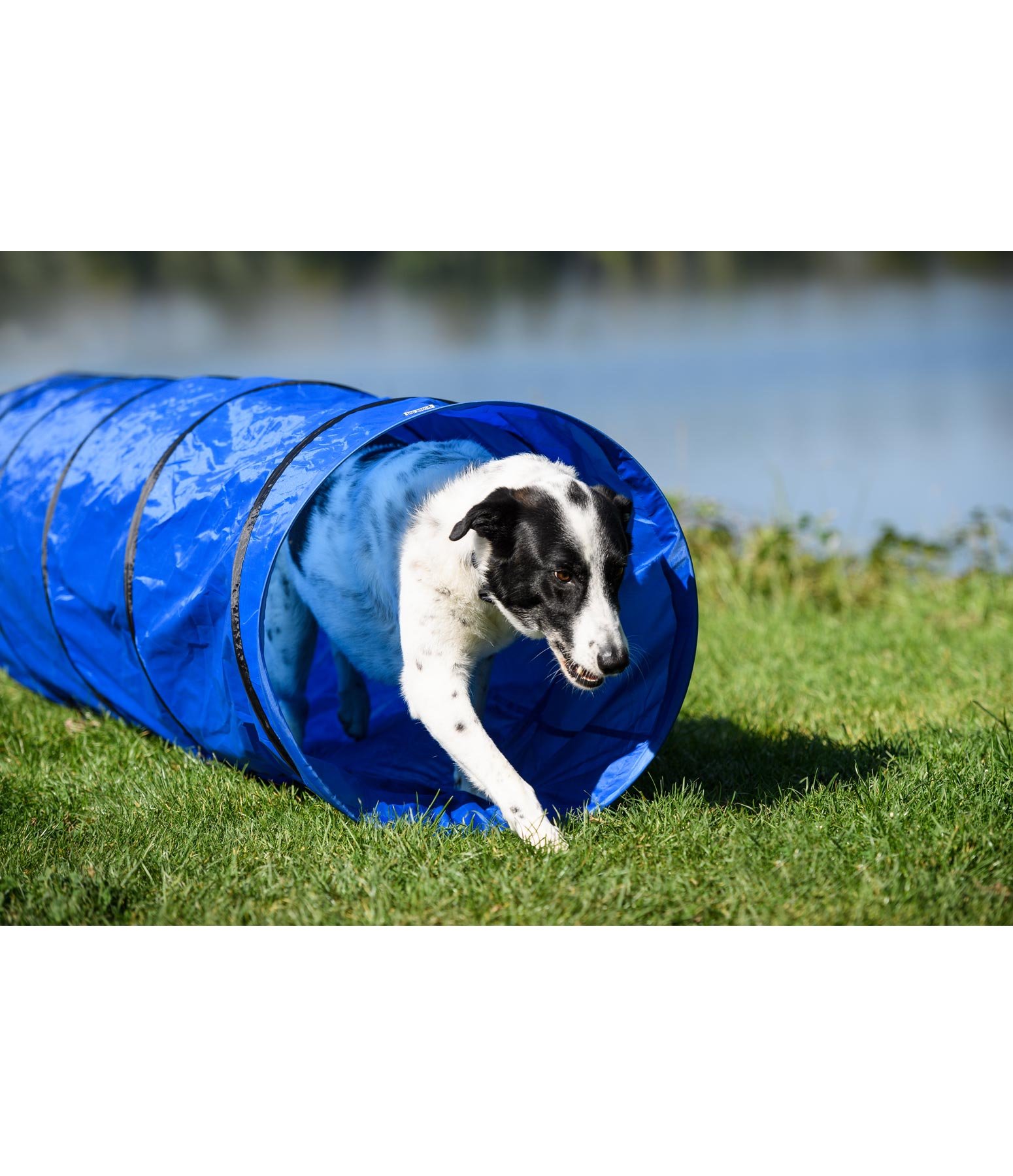 Tunnel d'agility Activités & jouets pour chien Kramer Equitation