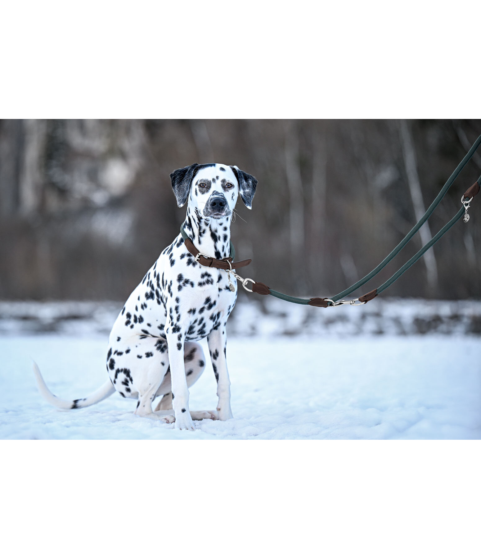 Laisse pour chien  Rope