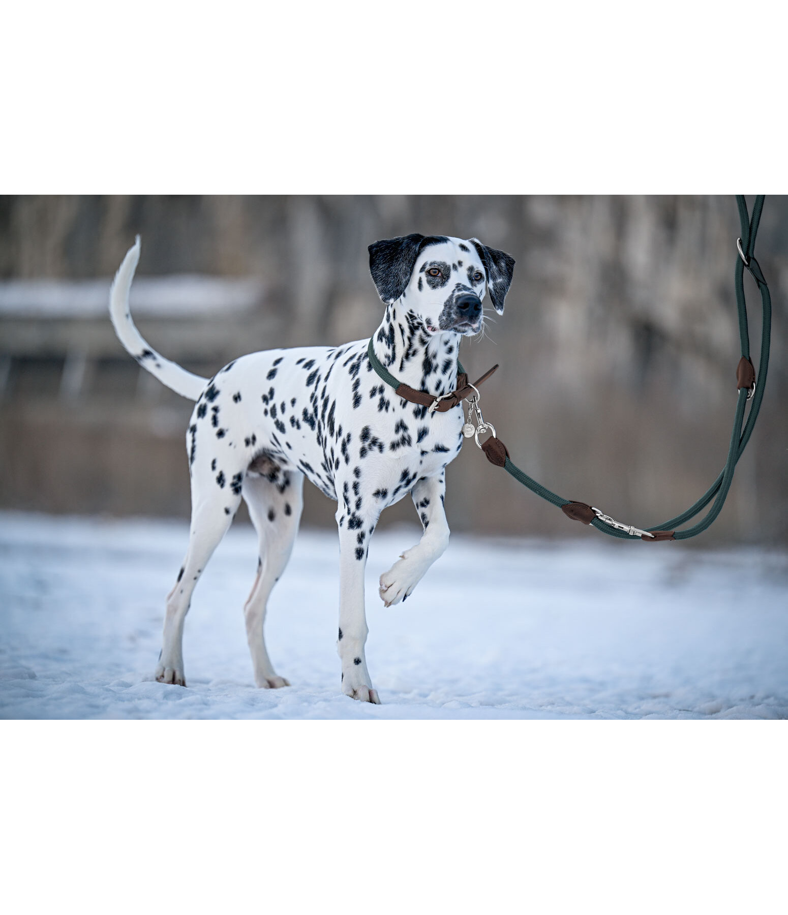 Laisse pour chien  Rope