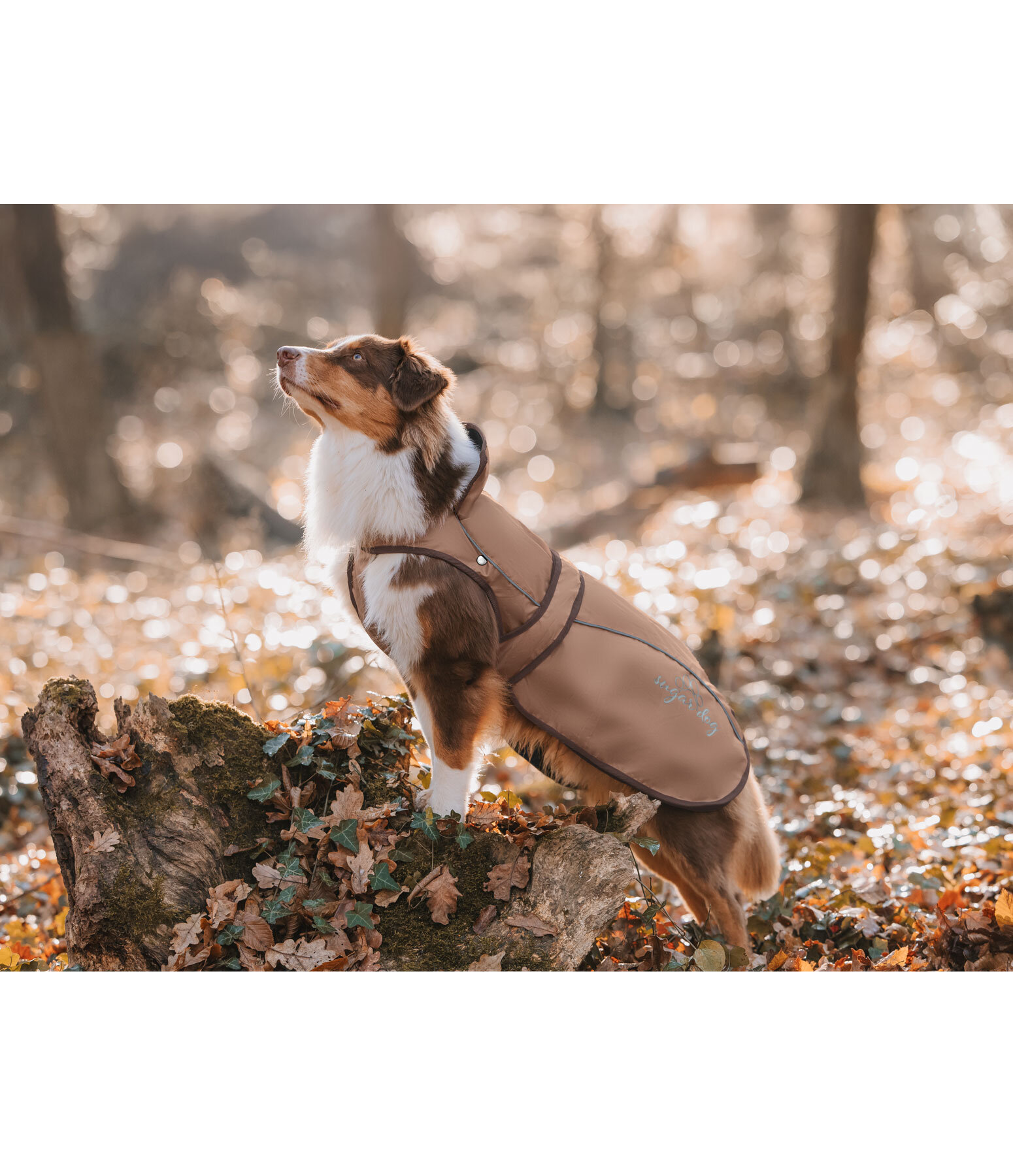 Manteau pour chien 2 en 1  Ally