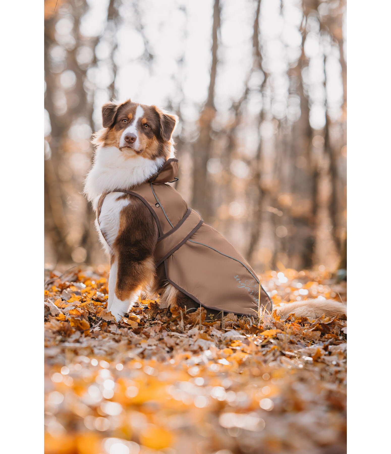 Manteau pour chien 2 en 1  Ally