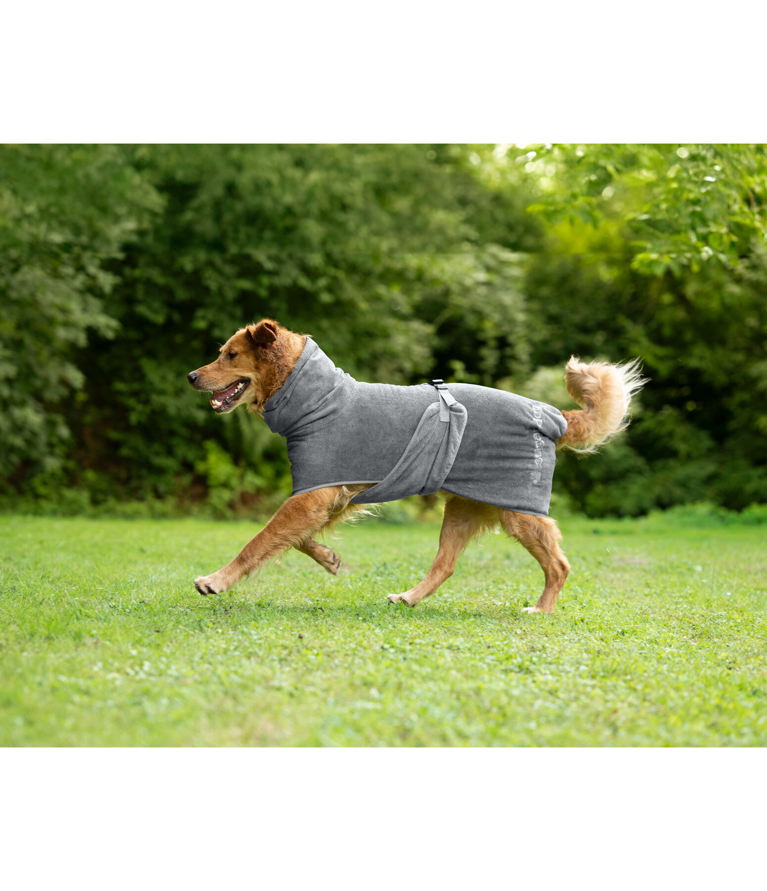 Chemise s�chante pour chien  Dry Dog II