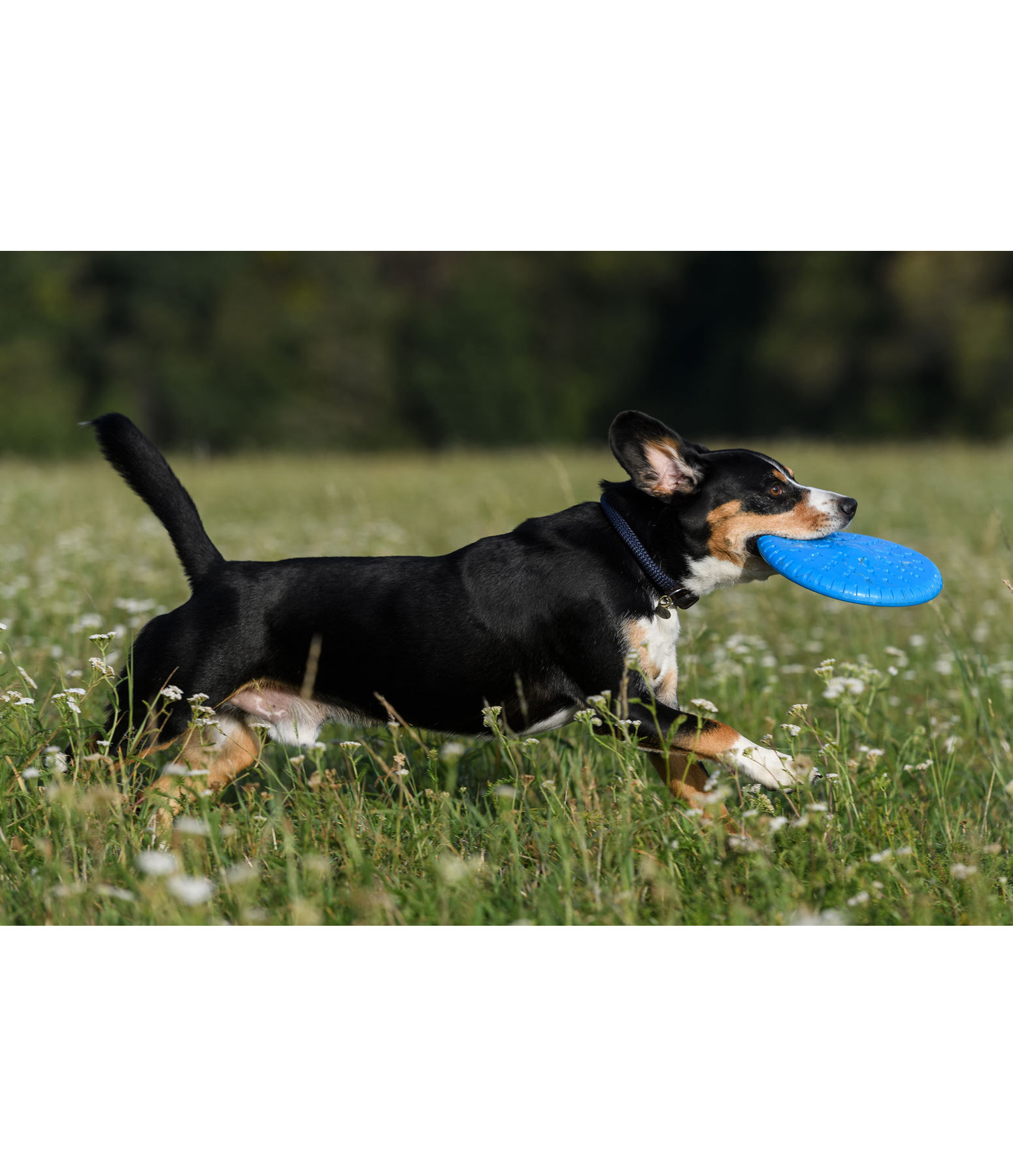 Frisbee pour chiens  Runaway
