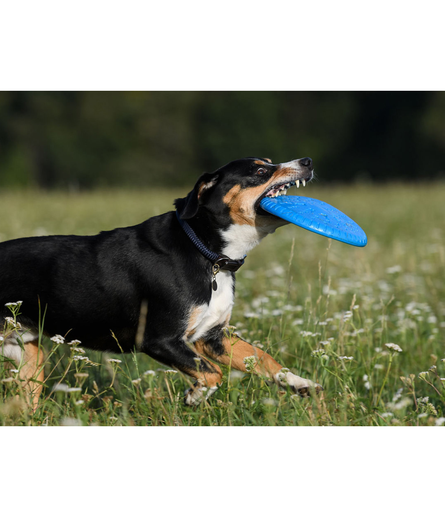 Frisbee pour chiens  Runaway
