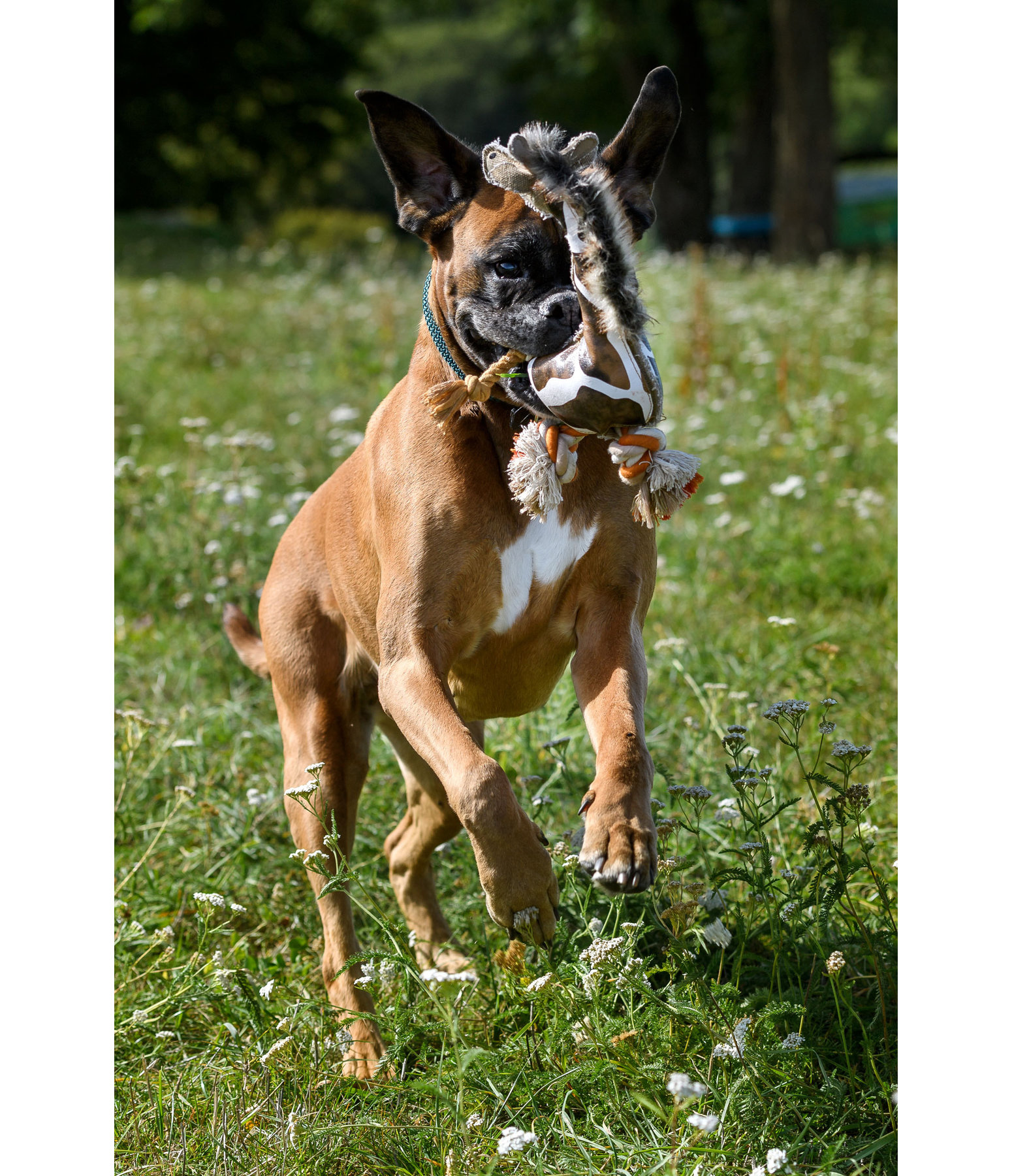 Enigme 2 Chiens 4 Chevaux 1 Girafe
