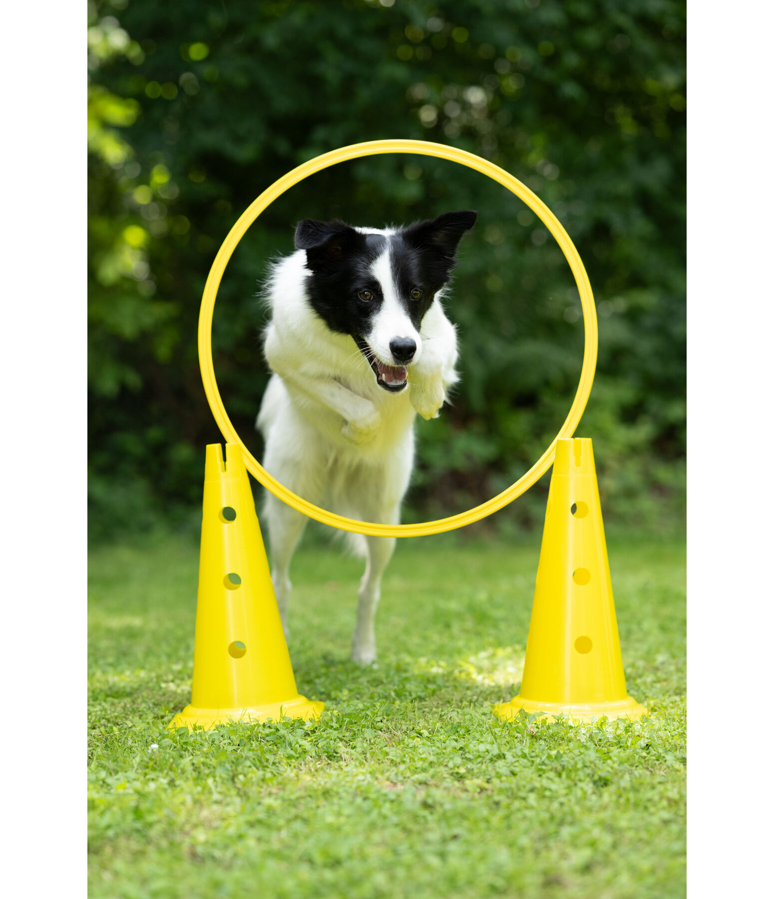 Cerceaux d'agility