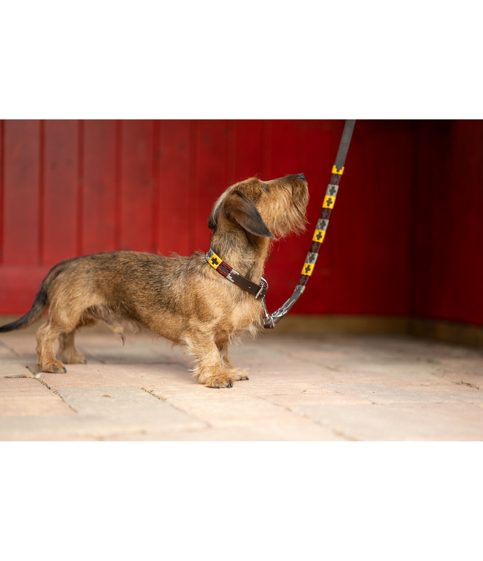 Ensemble collier et laisse en cuir pour chien  Polo Sports