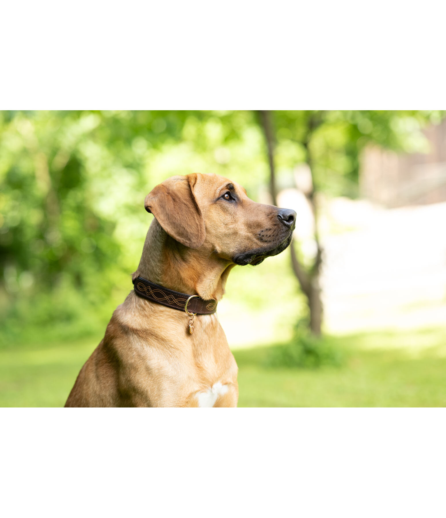 Collier en cuir pour chien  Livorno