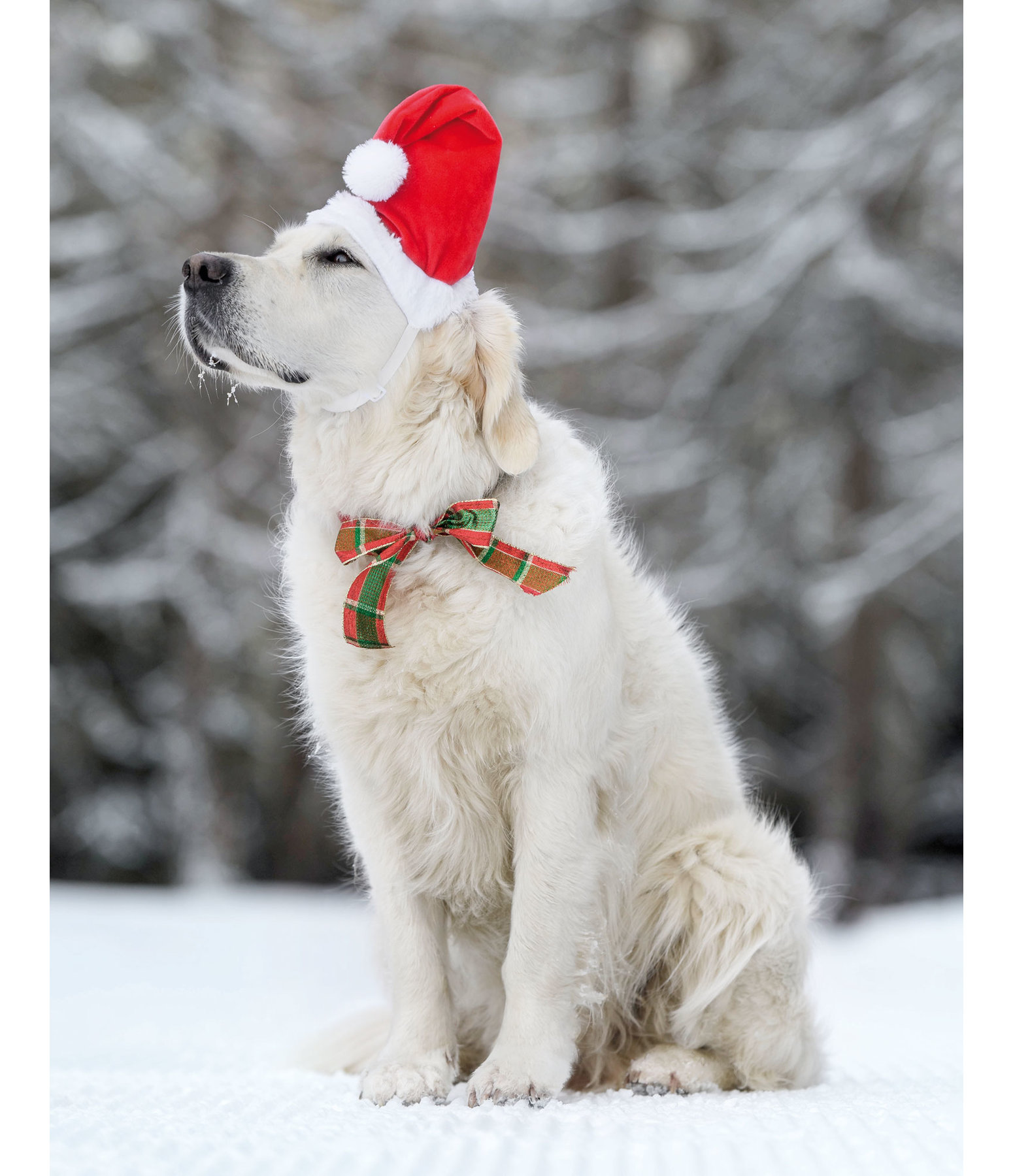Bonnet de Noël pour chiens  Santa