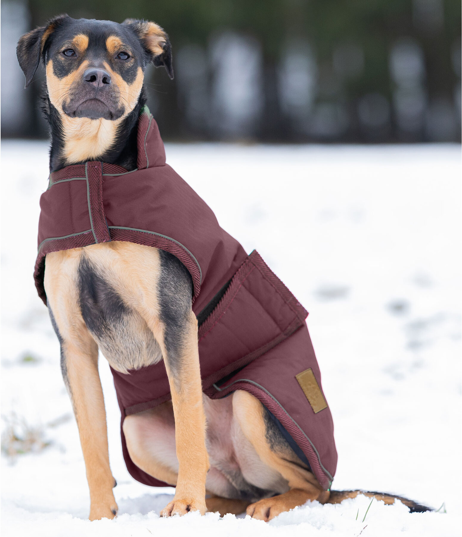 Manteau d'hiver pour chiens  Beaver Creek, 400 g