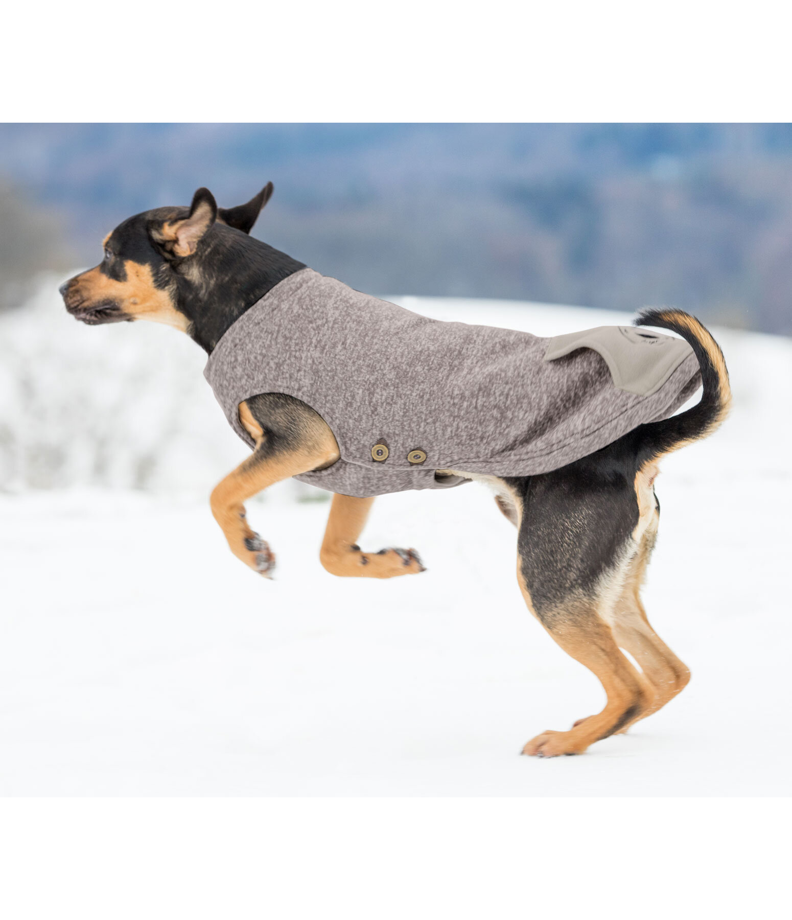 Pull-over pour chiens  Seb